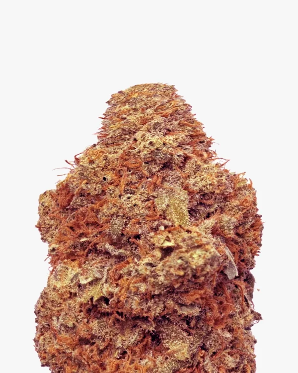 Tropical Skunk