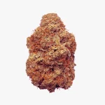 Tropical Skunk