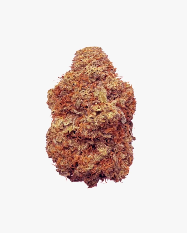 Tropical Skunk
