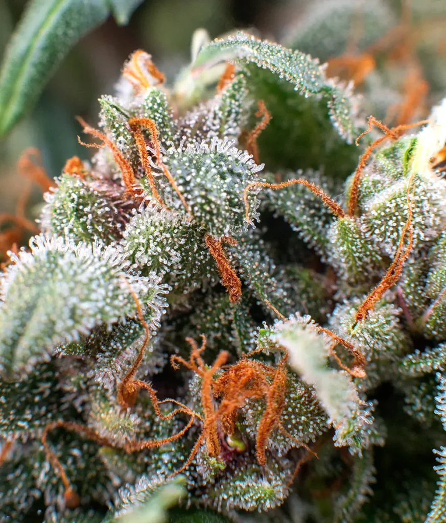 Qué son los Terpenos en el CBD